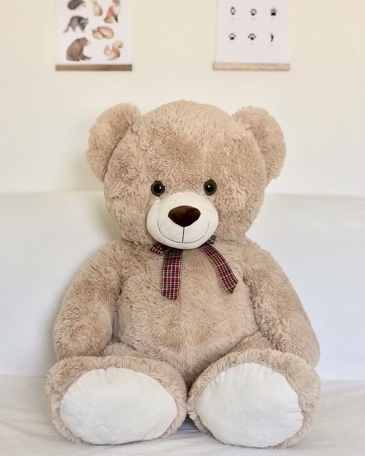 cute teddy